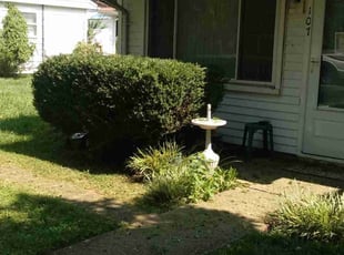 Stephanie T.'s Bush Trimming service result