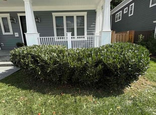 Andrew G.'s Bush Trimming service result