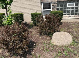 Kelly O.'s Bush Trimming service result