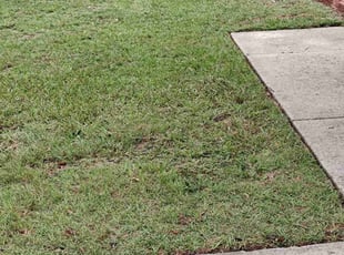 Susan T.'s grass cutting service result