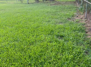 Cathy S.'s turf care service result