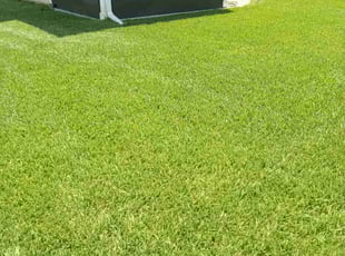 Marta M.'s turf care service result