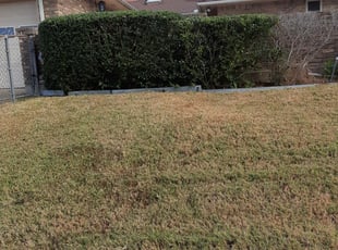 David R.'s Bush Trimming service result