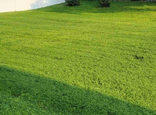 Shaneise W.'s grass cutting service result