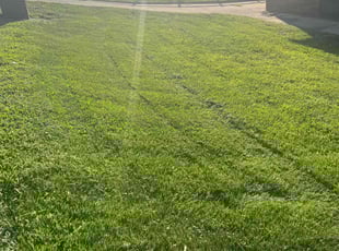 Matthew D.'s lawn maintenance service result