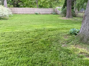 Nathan F.'s lawn maintenance service result