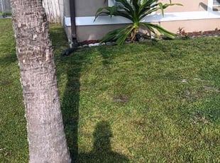 Gail F.'s grass maintenance service result