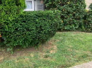 Belinda B.'s Bush Trimming service result