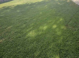 Janice S.'s lawn care services service result