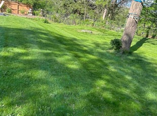 Johanna L.'s Leaf Removal service result