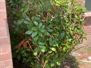 Melissa M.'s Bush Trimming service result