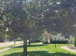 Alli K.'s lawn care service result