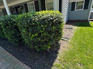 Christie D.'s Mulching service result