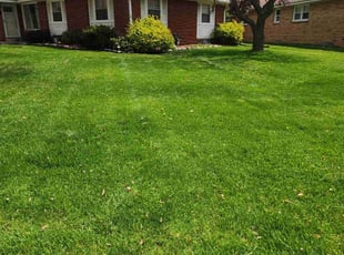 Michael M.'s grass maintenance service result