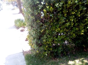 George A.'s Bush Trimming service result