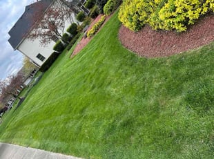 Maria O.'s turf care service result