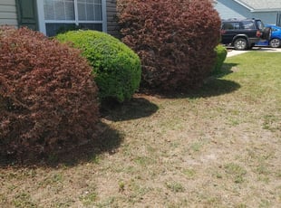 William D.'s Bush Trimming service result