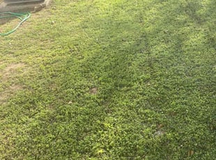 Kelly W.'s turf care service result