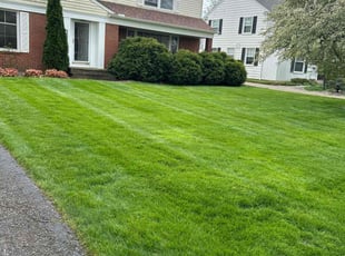 Dan M.'s lawn maintenance service result