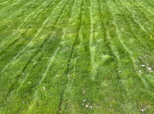 Ron C.'s turf maintenance service result