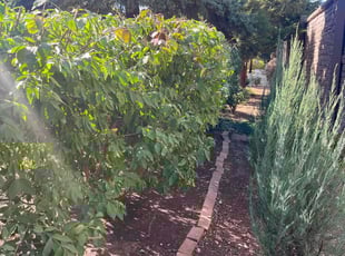 Caleb G.'s Bush Trimming service result