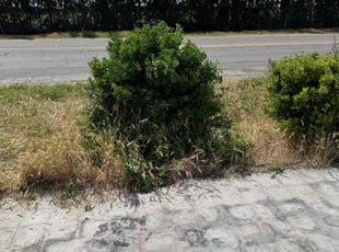 Daryl P.'s Bush Trimming service result