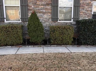 Brianne J.'s Bush Trimming service result