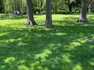 Lauren U.'s grass maintenance service result