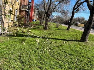 Anthony M.'s grass maintenance service result