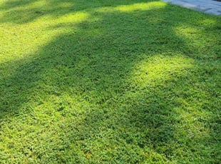 Christian D.'s lawn maintenance service result