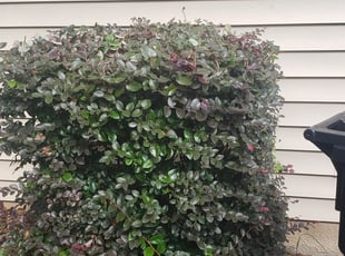 Harriette M.'s Bush Trimming service result
