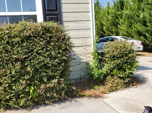 Edward S.'s Bush Trimming service result