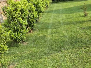 Robert C.'s turf care service result