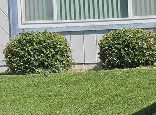 Kat D.'s Bush Trimming service result