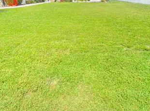 Linda C.'s lawn maintenance service result