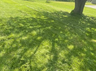 Donna C.'s lawn maintenance service result