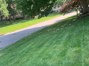 Robert C.'s turf maintenance service result