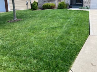 Carol R.'s turf care service result