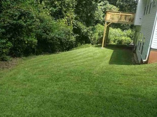 Laura S.'s turf care service result