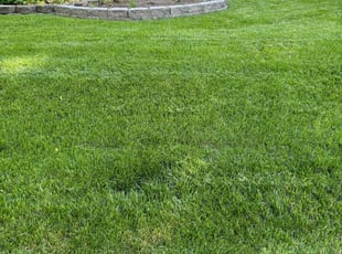 Kim P.'s turf care service result