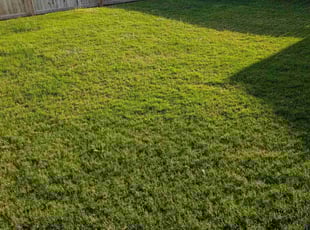 Patricia R.'s lawn care services service result