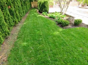Patrick W.'s turf maintenance service result