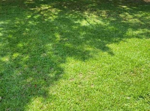 Susan S.'s turf maintenance service result