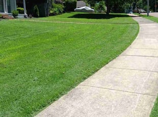 Marc G.'s lawn service service result