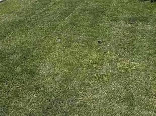 Kennedy J.'s grass cutting service result