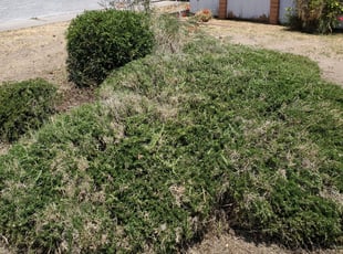 Shigufta M.'s Bush Trimming service result