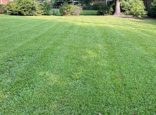 Stefanie H.'s turf care service result