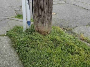Keia D.'s turf maintenance service result