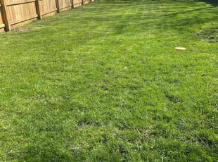 Martin T.'s grass maintenance service result