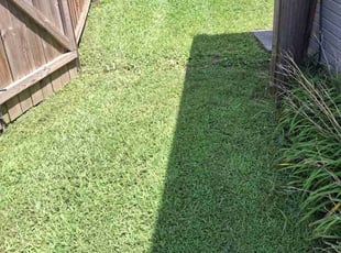 Dana C.'s lawn maintenance service result